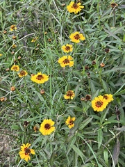 Coreopsis basalis