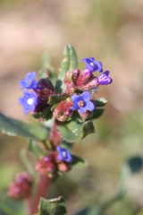 Anchusa calcarea
