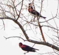 Cinnyricinclus leucogaster