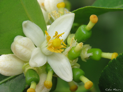 Citrus × latifolia