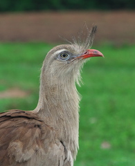Cariama cristata