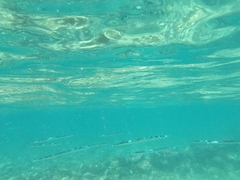Platybelone argalus
