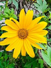 Tithonia