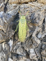Physemacris variolosa
