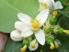 Citrus × latifolia