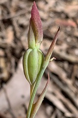 Calochilus paludosus