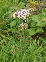 Achillea