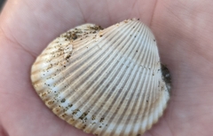 Lunarca ovalis