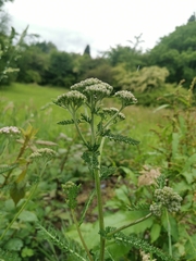 Achillea