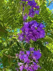 Jacaranda