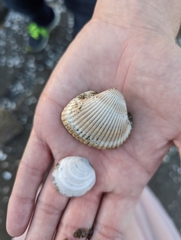 Lunarca ovalis