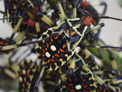 Pachylis laticornis