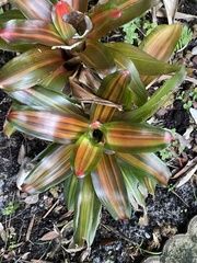 Bromelioideae