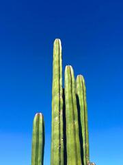 Lophocereus marginatus