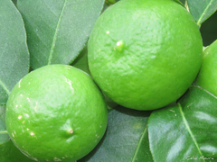 Citrus × latifolia