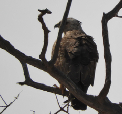 Hieraaetus wahlbergi