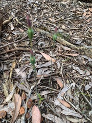 Calochilus paludosus