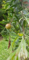 Acacia floribunda
