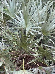 Serenoa repens