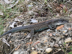 Ameiva praesignis