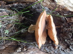 Armillaria solidipes image
