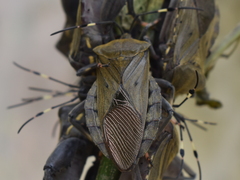 Pachylis laticornis