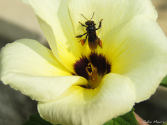 Trigona