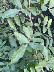 Carya aquatica