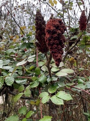Rhus typhina