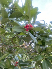 Ilex