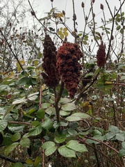 Rhus typhina
