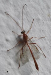 Enicospilus