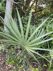 Serenoa repens
