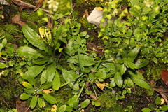 Arabidopsis thaliana