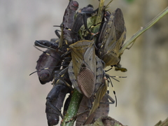 Pachylis laticornis