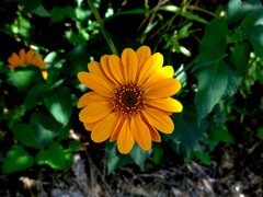 Tithonia longiradiata