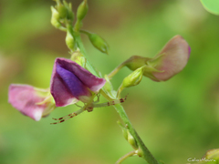 Misumenops maculissparsus