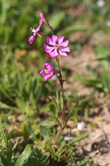 Silene colorata