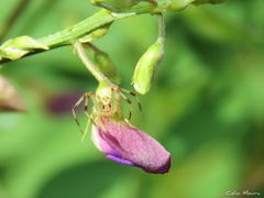 Misumenops maculissparsus