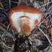 Cystodermella cinnabarina - Photo (c) pinonbistro,  זכויות יוצרים חלקיות (CC BY-SA), הועלה על ידי pinonbistro