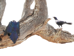 Lamprotornis australis