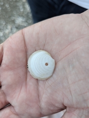 Divalinga quadrisulcata