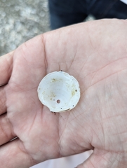 Divalinga quadrisulcata