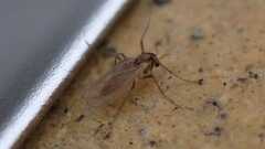 Chironomidae