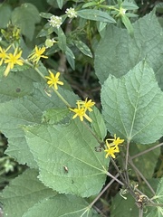 Triumfetta semitriloba