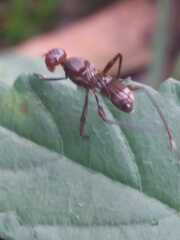 Taeniaptera trivittata