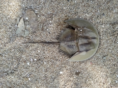 Tachypleus tridentatus