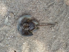 Tachypleus tridentatus