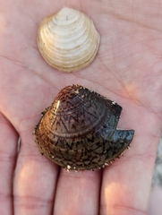 Meretrix petechialis