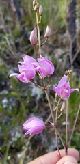 Bletia purpurea